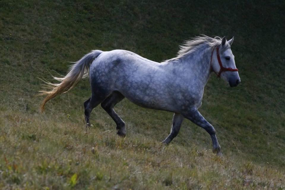 A dappled grey horse trots across a grassy hillside in the evening light.