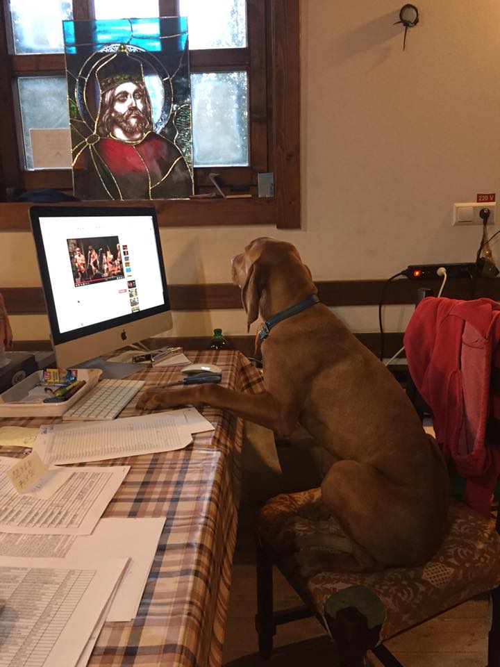 A Vizsla dog sits at a desk with its paws up, appearing to look at a computer screen.