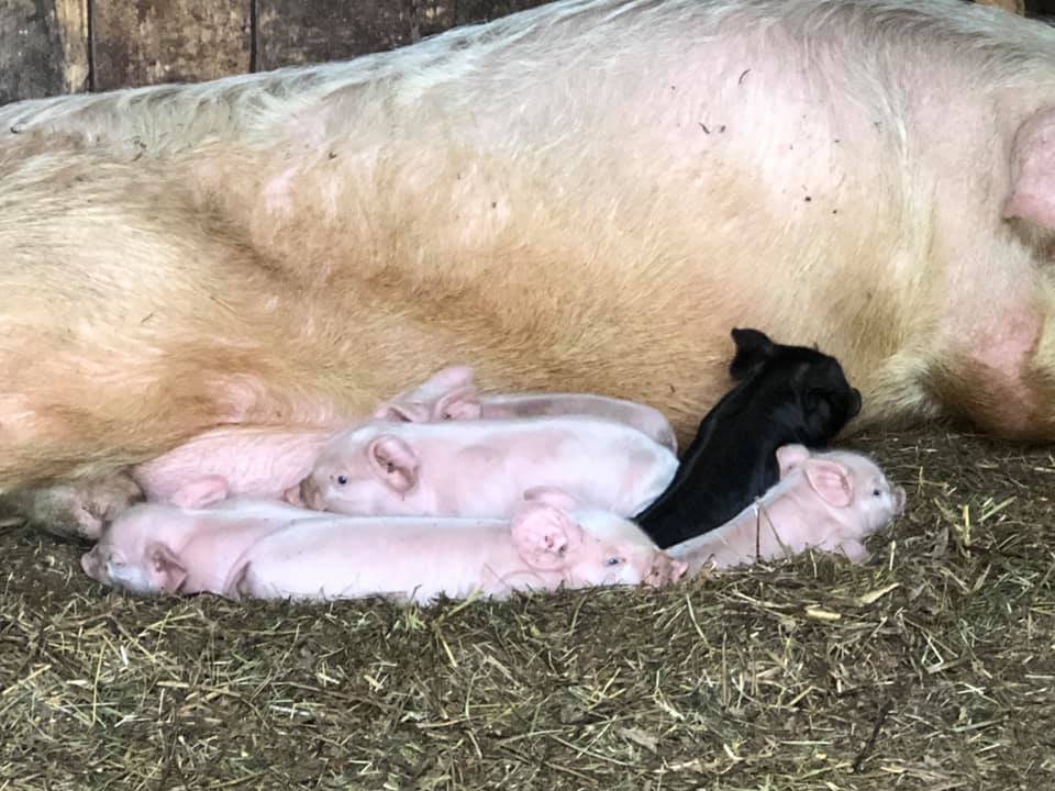 A sow lies nursing a litter of piglets, one black among the pink ones, on a bed of straw.