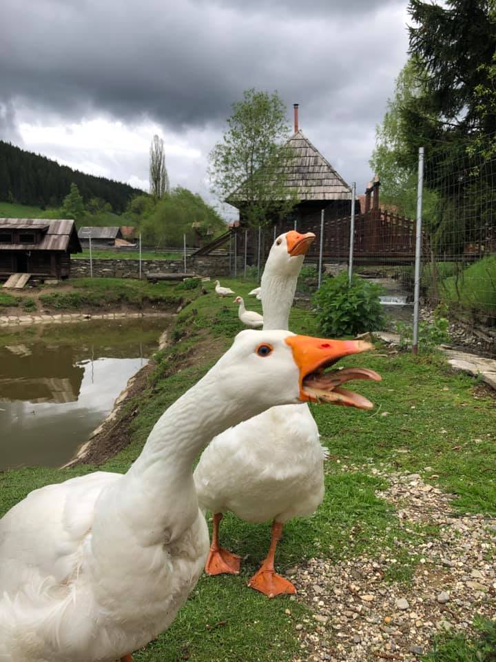 Two white geese in the foreground beside a pond, with a wooden building behind under a cloudy sky.