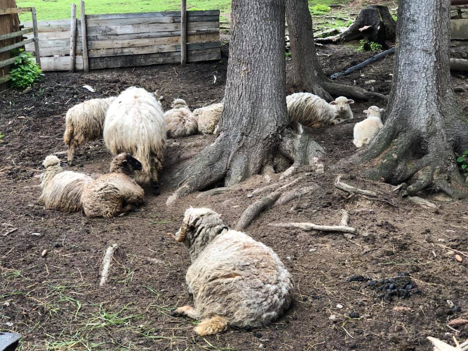 A flock of curly-fleeced sheep and lambs resting on bare ground beneath tree roots.