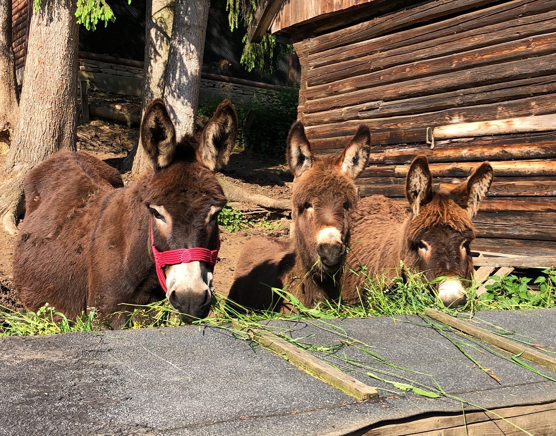 Three donkeys eating grass in front of a log building, the nearest one wearing a red halter.
