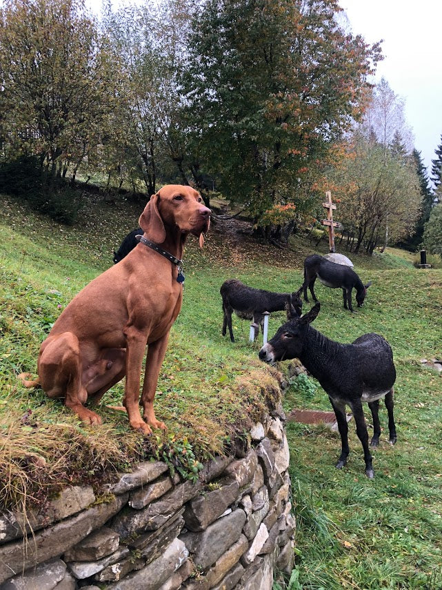 A Vizsla dog sits on a stone wall watching donkeys graze in an autumn pasture near a wooden cross.