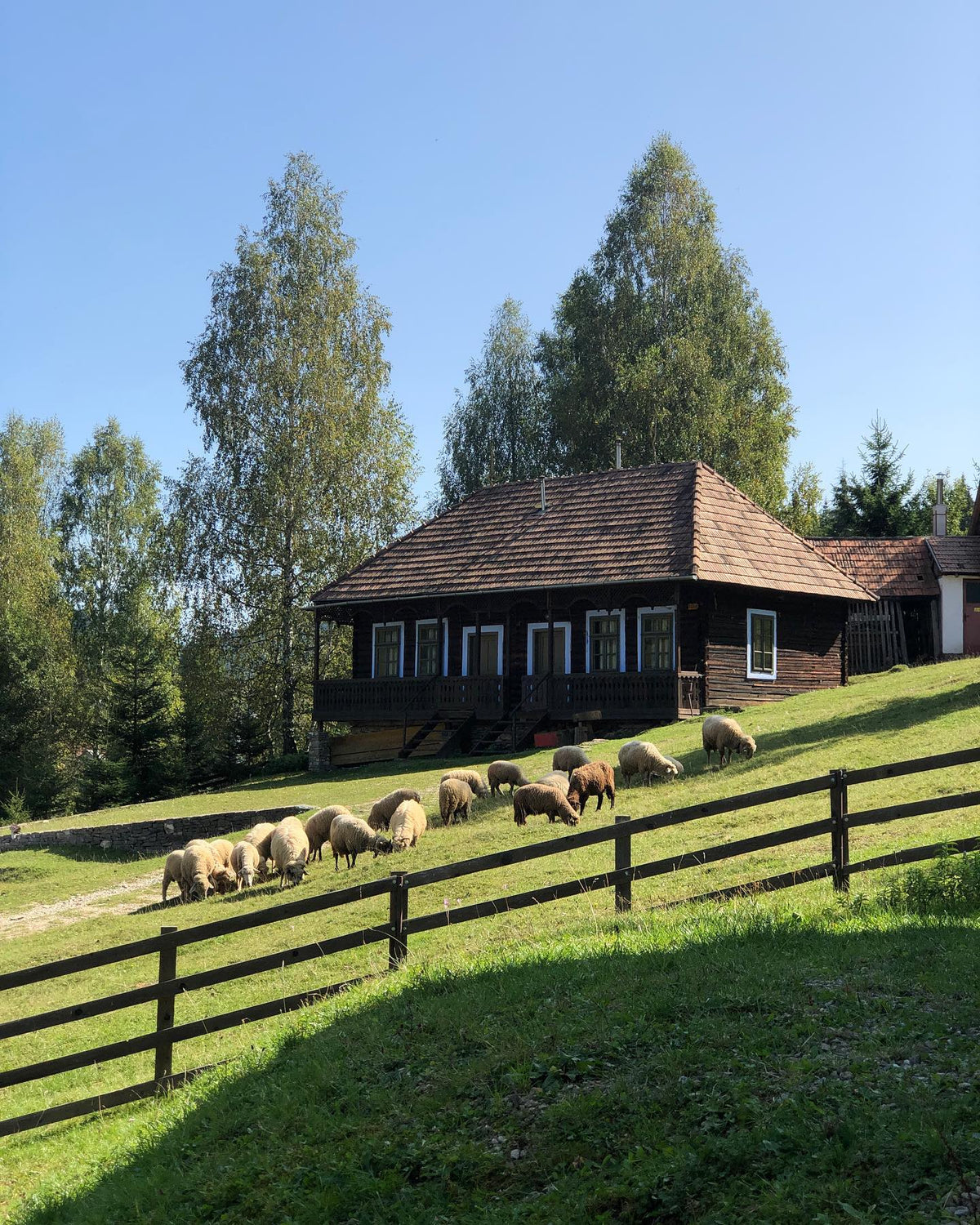 Flock of sheep grazing on a fenced hillside pasture in front of the Buha house, birch trees behind.